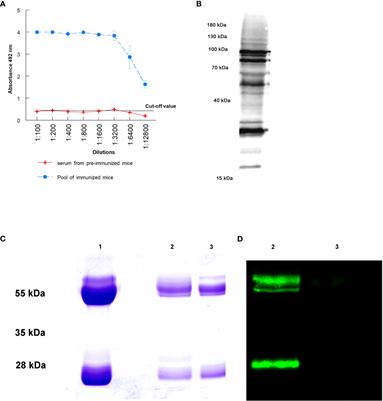 Extracellular vesicles of Trypanosoma cruzi and immune complexes they form with sialylated and non-sialylated IgGs increase small peritoneal macrophage subpopulation and elicit different cytokines profiles